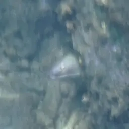 Caribbean Chestnut Moray, photo 4