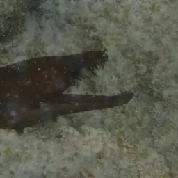 Caribbean Chestnut Moray, photo 5