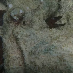 Caribbean Chestnut Moray, photo 6