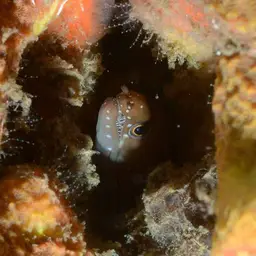 Caribbean Chestnut Moray, photo 7