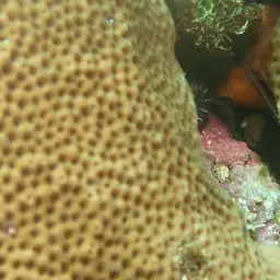 Caribbean Chestnut Moray, photo 8