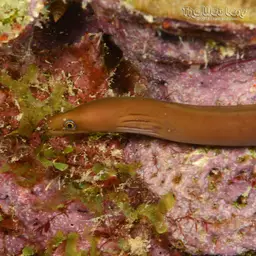 Caribbean Chestnut Moray, photo 9
