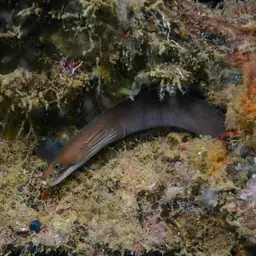 Caribbean Chestnut Moray, photo 10