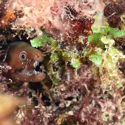 Caribbean Chestnut Moray, photo 11
