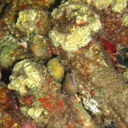 Caribbean Chestnut Moray, photo 12