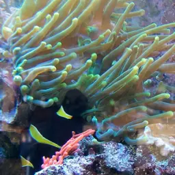 Bubble Tip Anemone