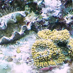 Bubble Tip Anemone, photo 2