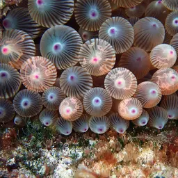 Bubble Tip Anemone, photo 3