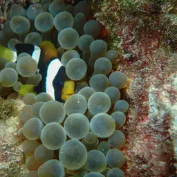 Bubble Tip Anemone, photo 4