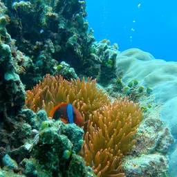 Bubble Tip Anemone, photo 5