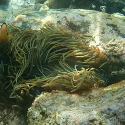 Bubble Tip Anemone, photo 6