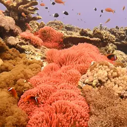 Bubble Tip Anemone, photo 7