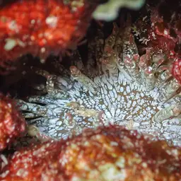 Bubble Tip Anemone, photo 8