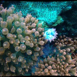 Bubble Tip Anemone, photo 9