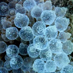 Bubble Tip Anemone, photo 10