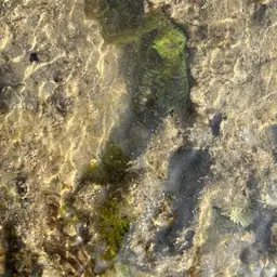 Bubble Tip Anemone, photo 11