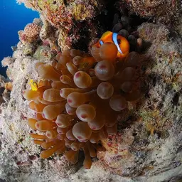 Bubble Tip Anemone, photo 12