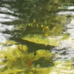 Red Tail Shark