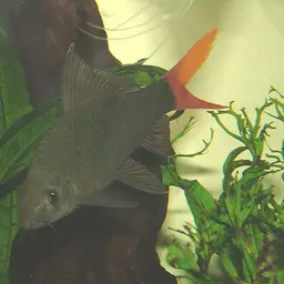 Red Tail Shark, photo 3