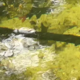 Red Tail Shark, photo 5