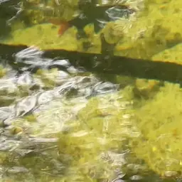 Red Tail Shark, photo 6