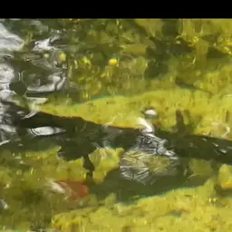 Red Tail Shark, photo 7