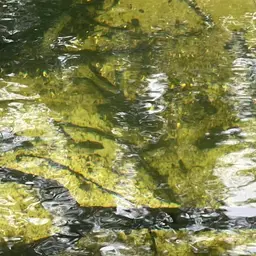 Red Tail Shark, photo 8
