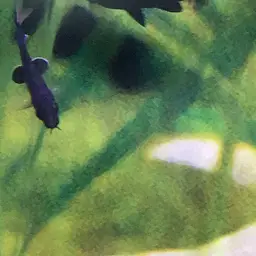Red Tail Shark, photo 10