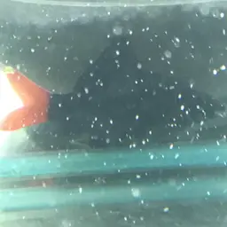 Red Tail Shark, photo 11
