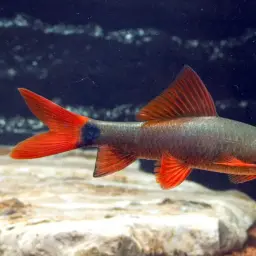 Rainbow Shark, photo 1