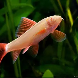 Rainbow Shark, photo 3