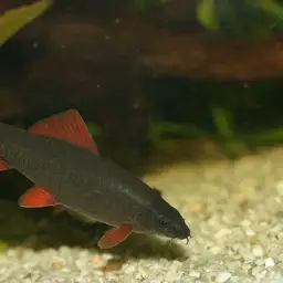 Rainbow Shark, photo 4