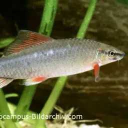 Rainbow Shark, photo 5