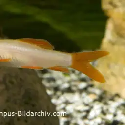 Rainbow Shark, photo 6