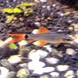 Rainbow Shark, photo 7