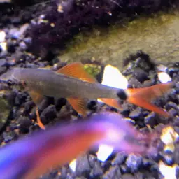 Rainbow Shark, photo 8