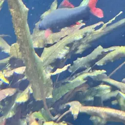 Rainbow Shark, photo 9