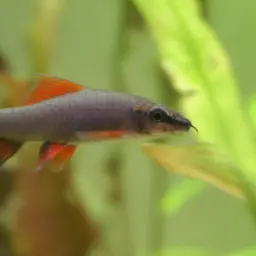 Rainbow Shark, photo 2