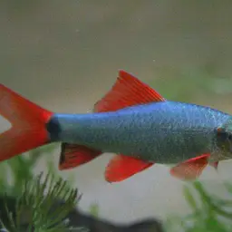 Rainbow Shark, photo 10
