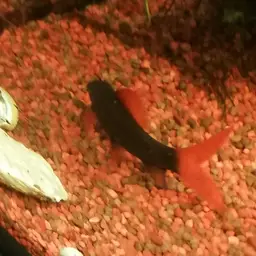Rainbow Shark, photo 11