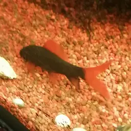 Rainbow Shark, photo 12