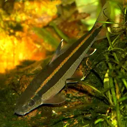 Flying Fox Carp