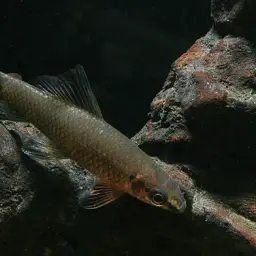 Red Fin Shark