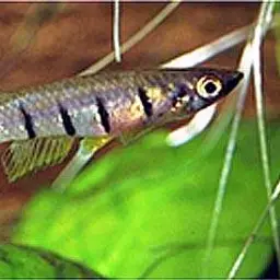 Black-lipped Panchax