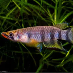 Black-lipped Panchax, photo 2