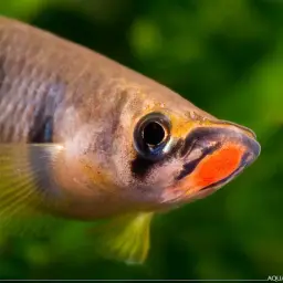 Black-lipped Panchax, photo 3