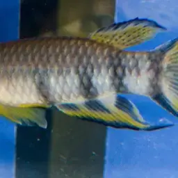 Black-lipped Panchax, photo 4