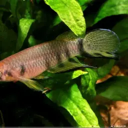 Black-lipped Panchax, photo 5