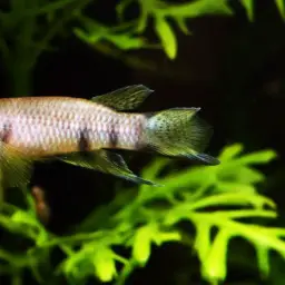 Black-lipped Panchax, photo 7
