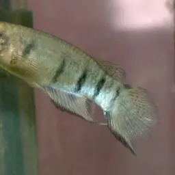 Black-lipped Panchax, photo 10